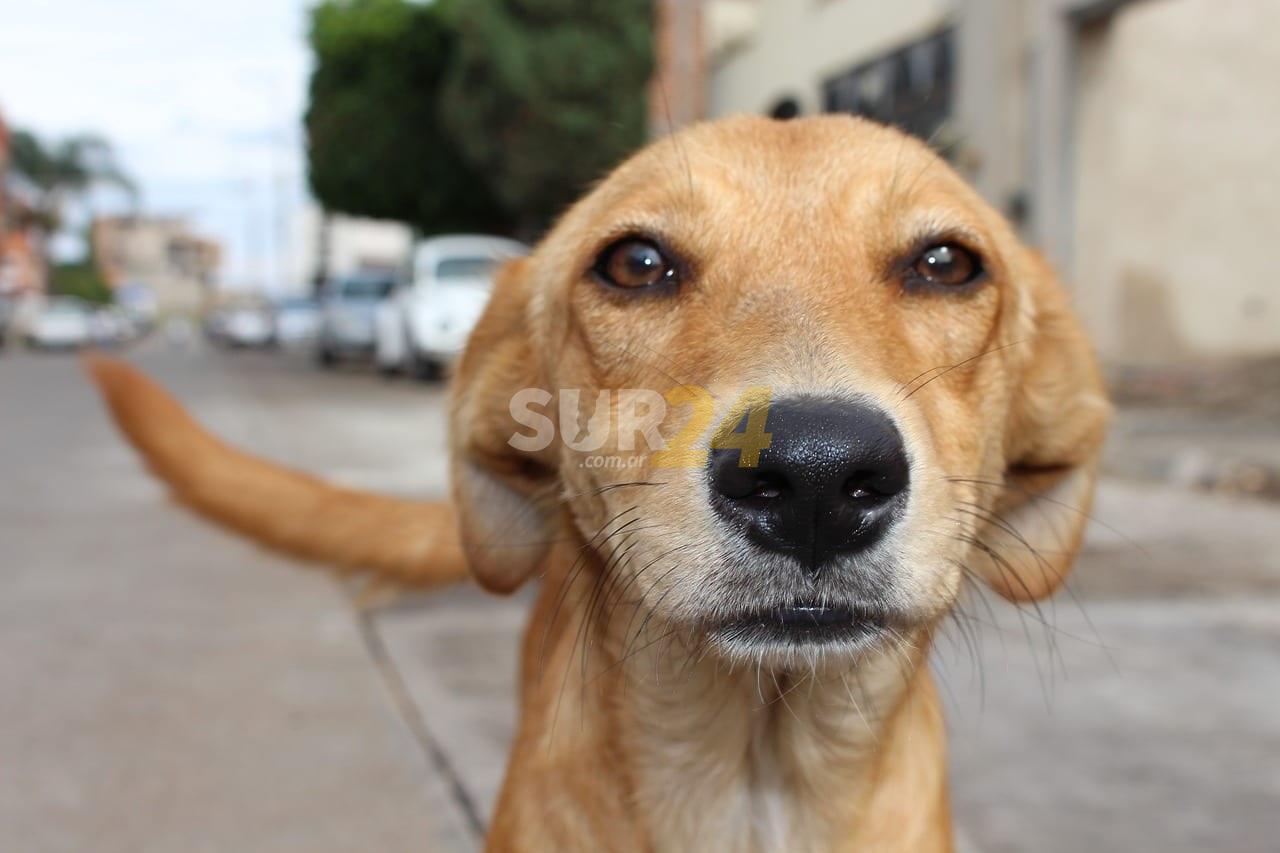 Indignación en Chovet por la aparición de perros envenenados