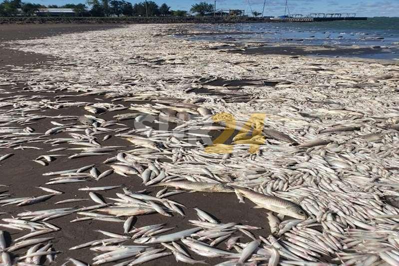 Miles de peces muertos en la Laguna de Gómez, tras la sequía y los vientos