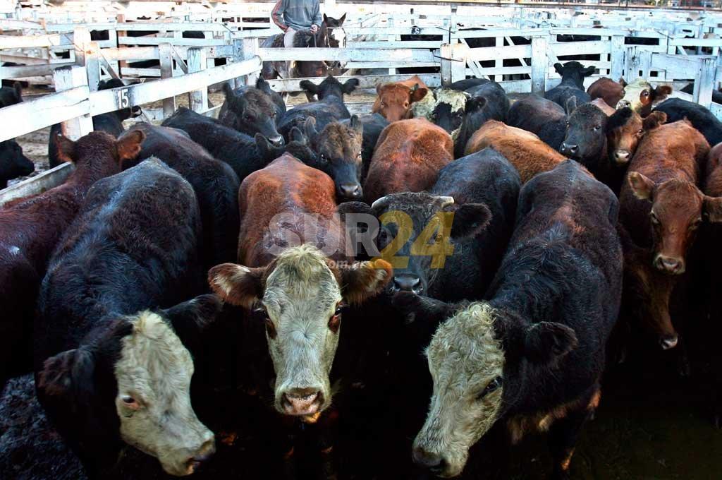 El campo va al paro por el cierre de exportaciones de carne
