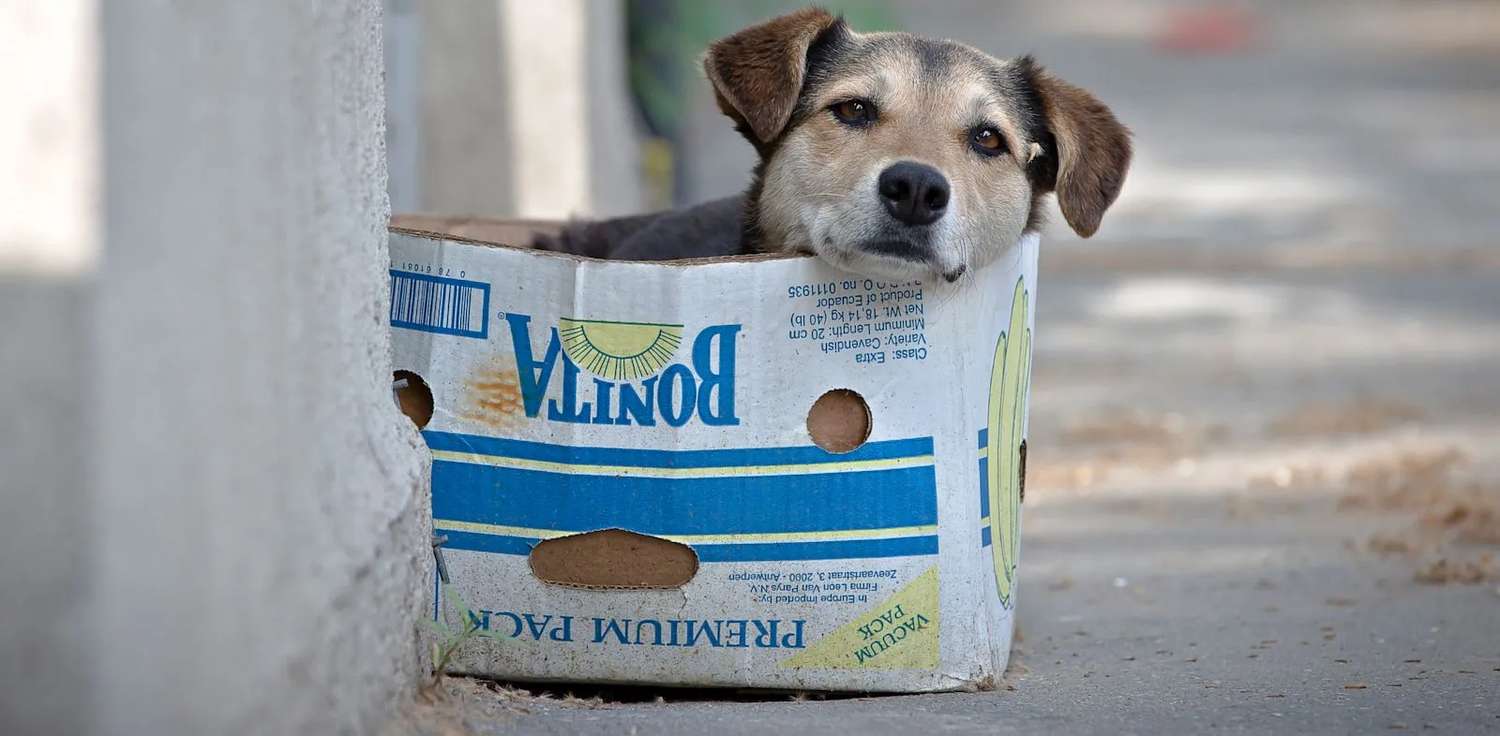 Municipio, refugio canino y veterinarios activarán campaña para el cuidado de los animales
