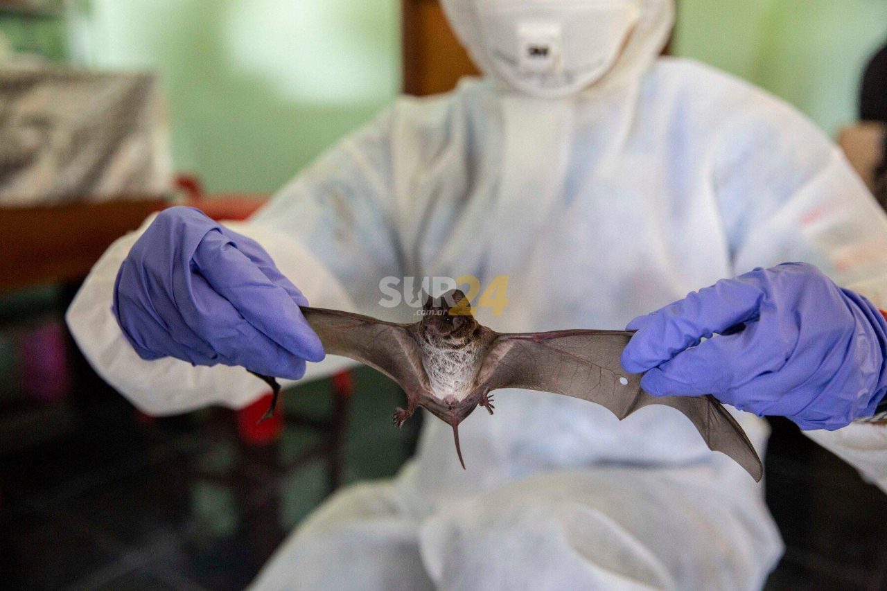 Hallan lotes de nuevos coronavirus en murciélagos