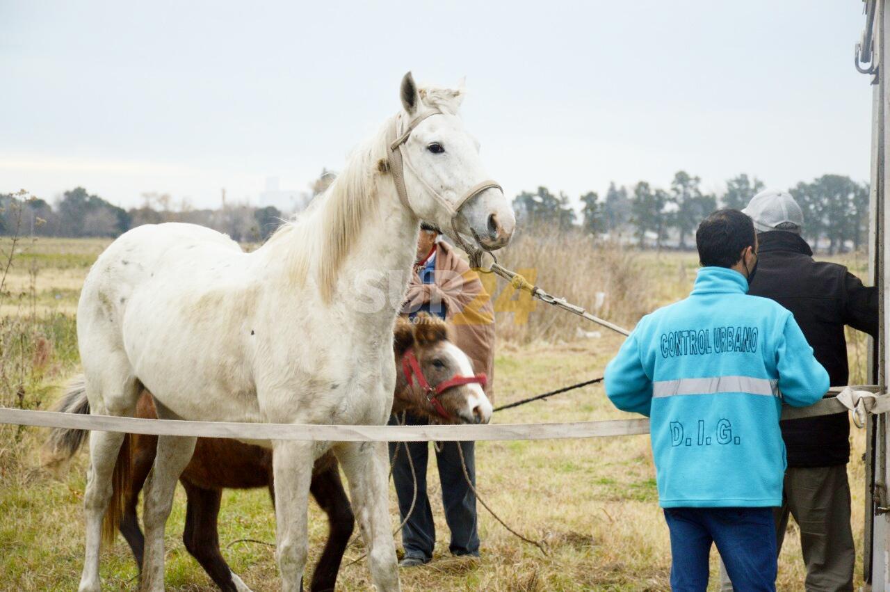 La Municipalidad avanza con operativos de identificación y control de caballos sueltos