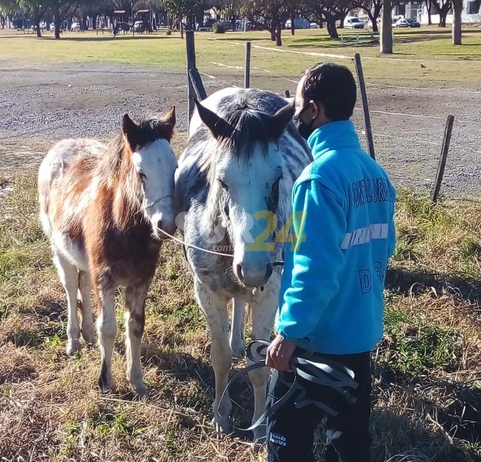 Rápida actuación del gobierno municipal ante caballos sueltos en la vía pública