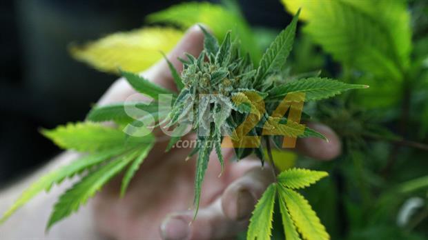 Media sanción al proyecto que regula la producción de cannabis medicinal