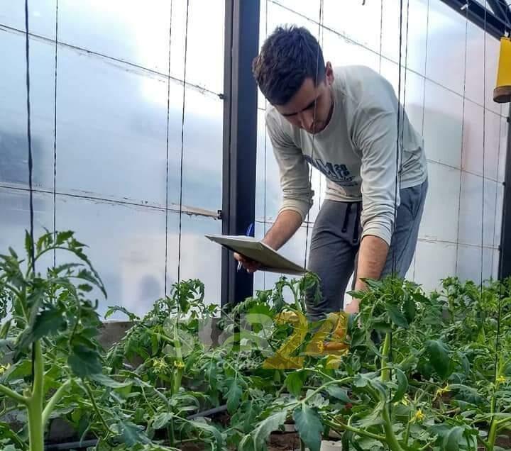 Chovetense fabricó su propia variedad de tomate y ya vendió mil paquetes de semillas a 15 provincias