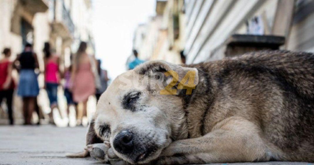Gobierno venadense promueve la adopción de perros abandonados