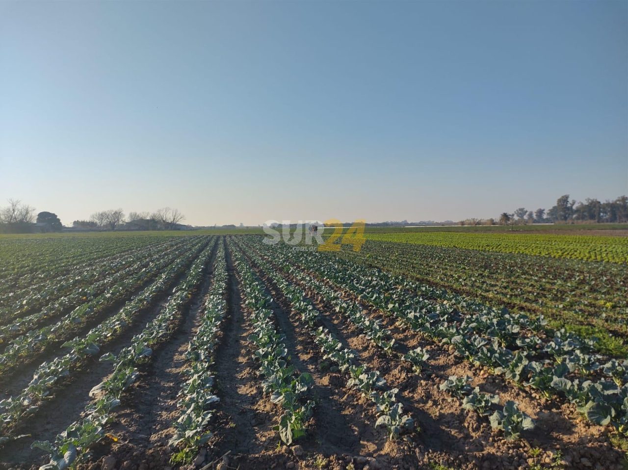 Santa Fe avanza en la implementación de buenas prácticas agrícolas en la producción hortícola 