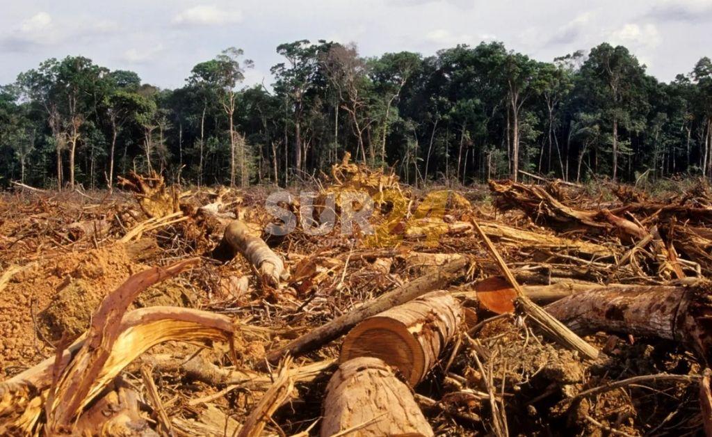 Deforestación del Amazonas: una de las causas de la bajante del Paraná