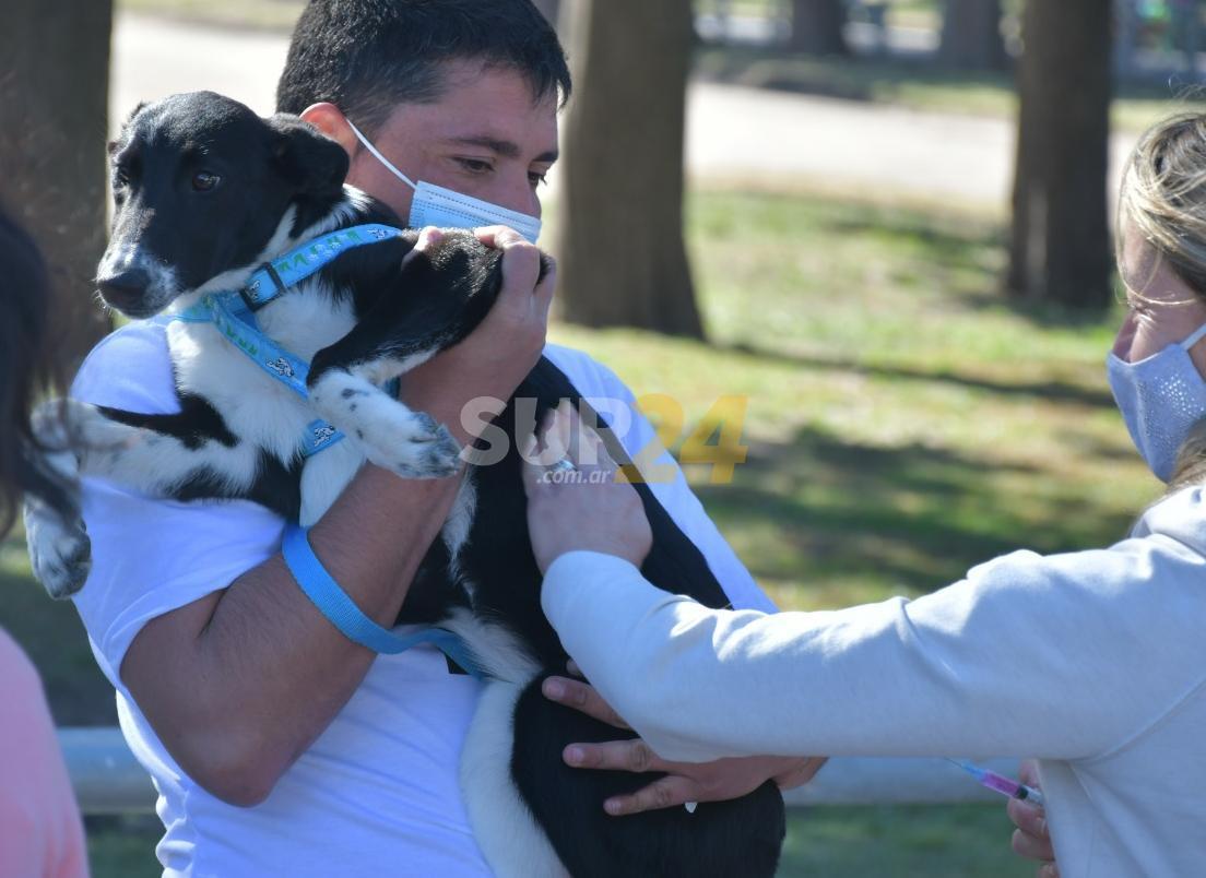 Jornada de adopción: “Animalitos a Tu Hogar” en el Venite al Parque  
