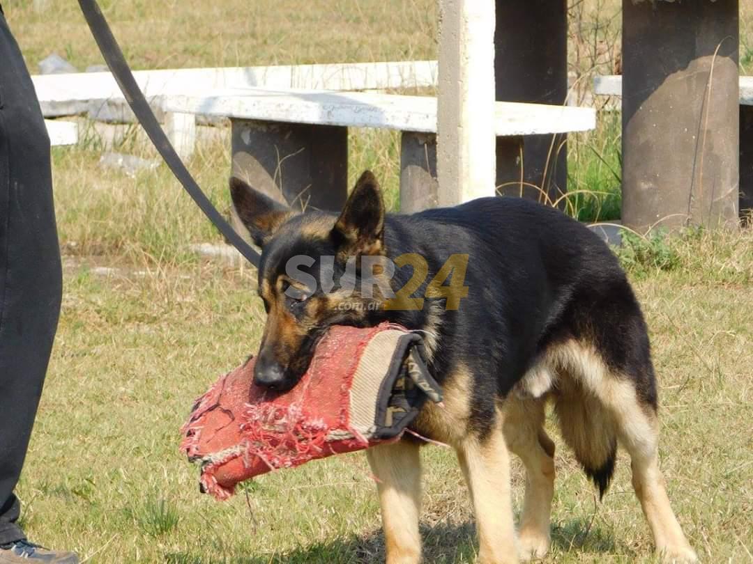 Murió “Lupo”, perro policía que formaba parte de la Sección Canes