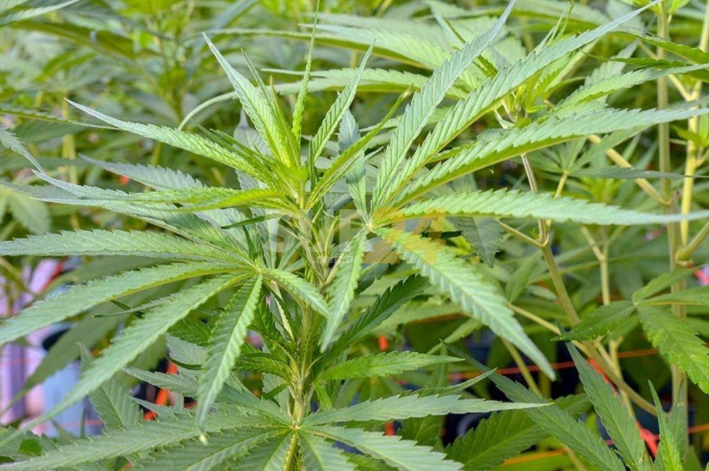 Salta iniciará un proyecto para la producción de cannabis medicinal