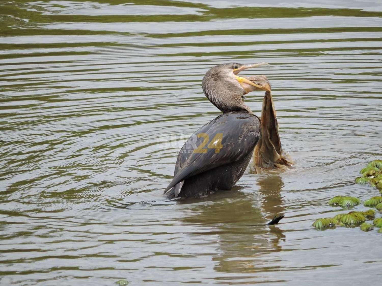Grave afectación de la fauna local por contaminación en el río Paraná