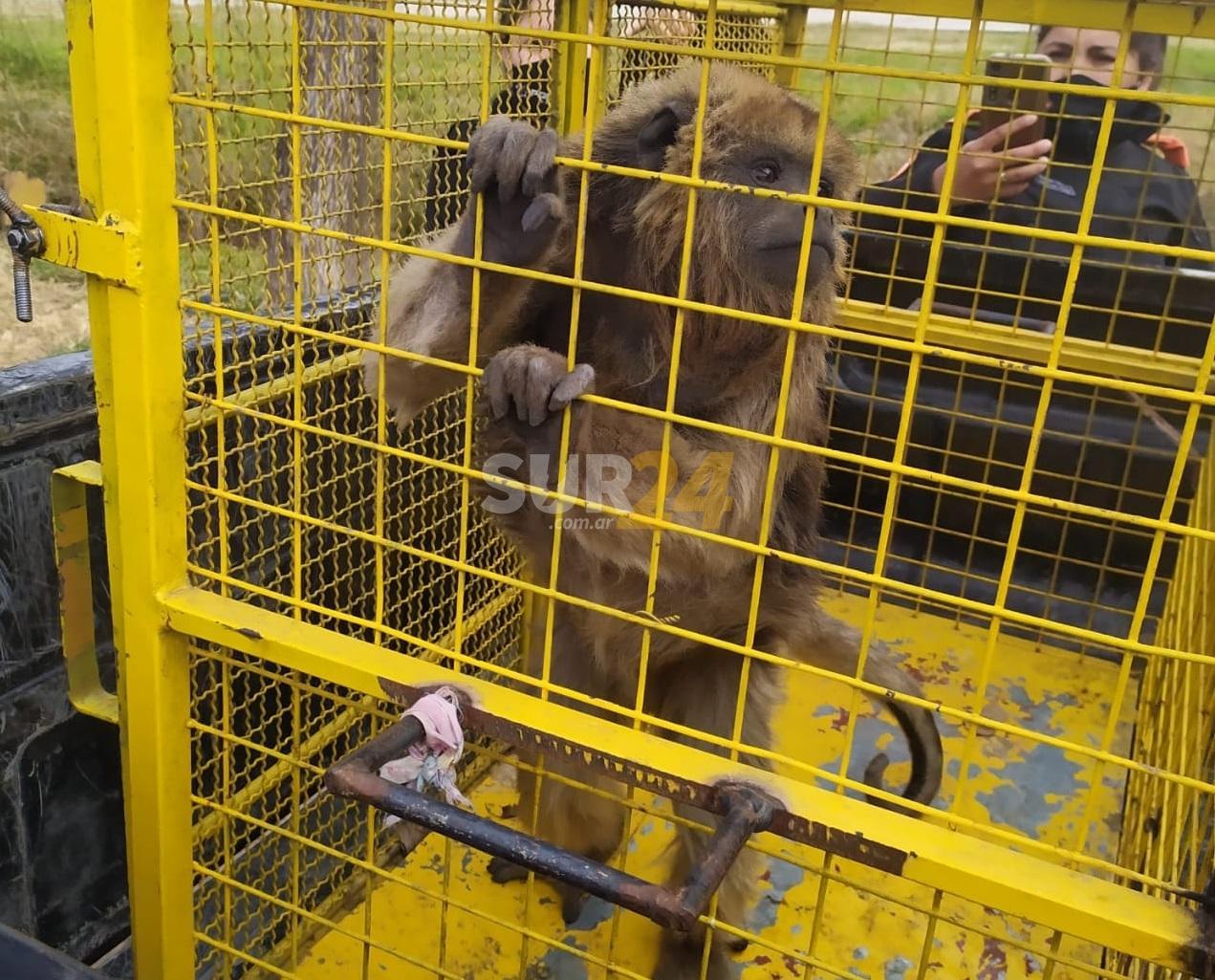 Villa Cañás: policías rescataron una mona de la especie Carayá que deambulaba por una distribuidora