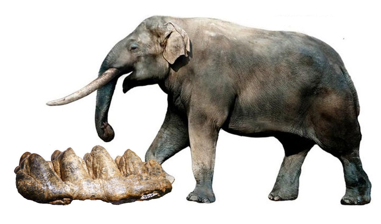 Tras el hallazgo de los restos de un mastodonte, qué planean promover en la localidad de Andino