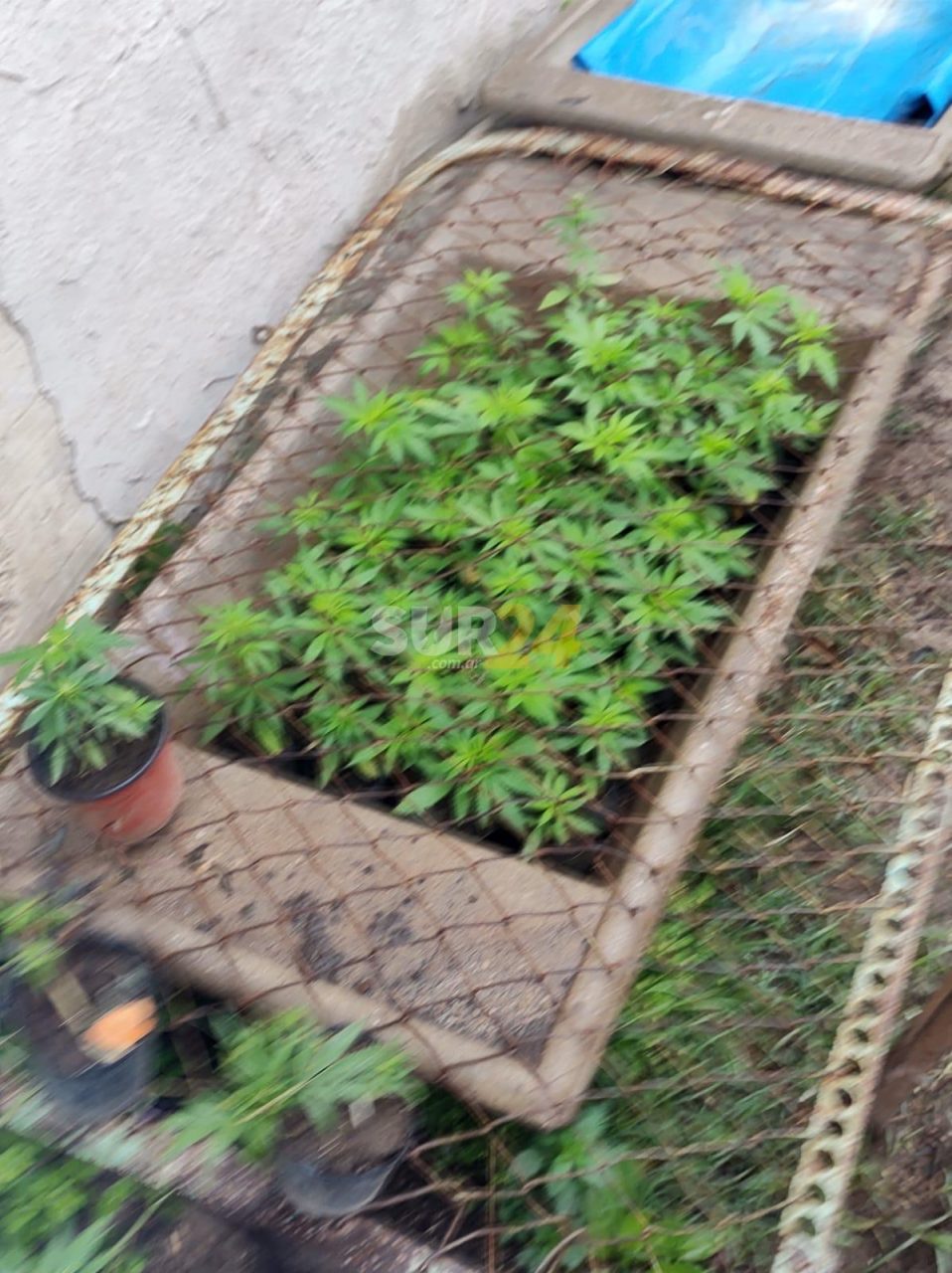 Villa Cañás: buscaban herramientas y hallaron plantación de marihuana
