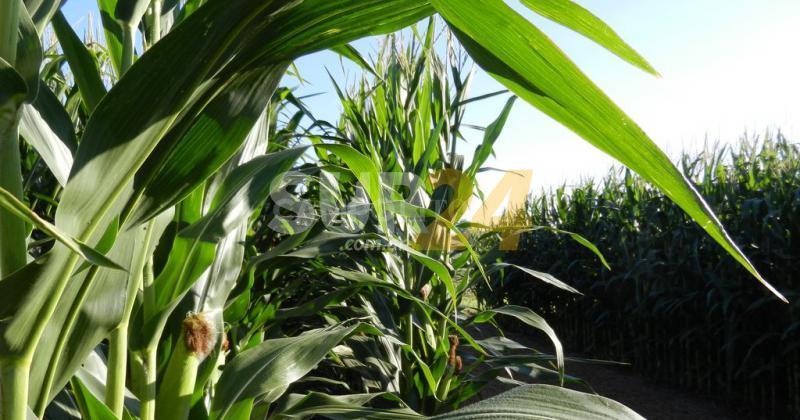 El maíz larga con la siembra y suma 100 mil hectáreas más