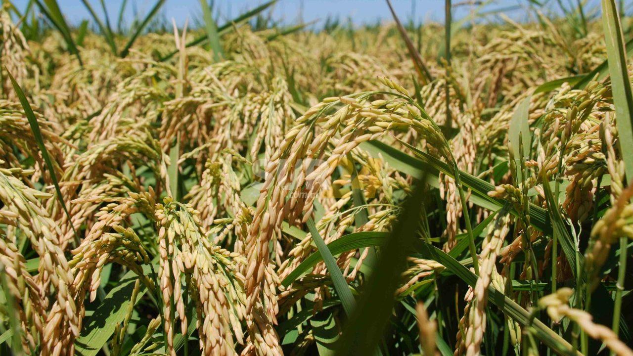 Provincia a la vanguardia del mejoramiento genético del arroz