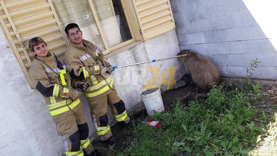 Carpincha violenta en Elortondo: apareció en el patio de una casa y atacó a un guarda fauna