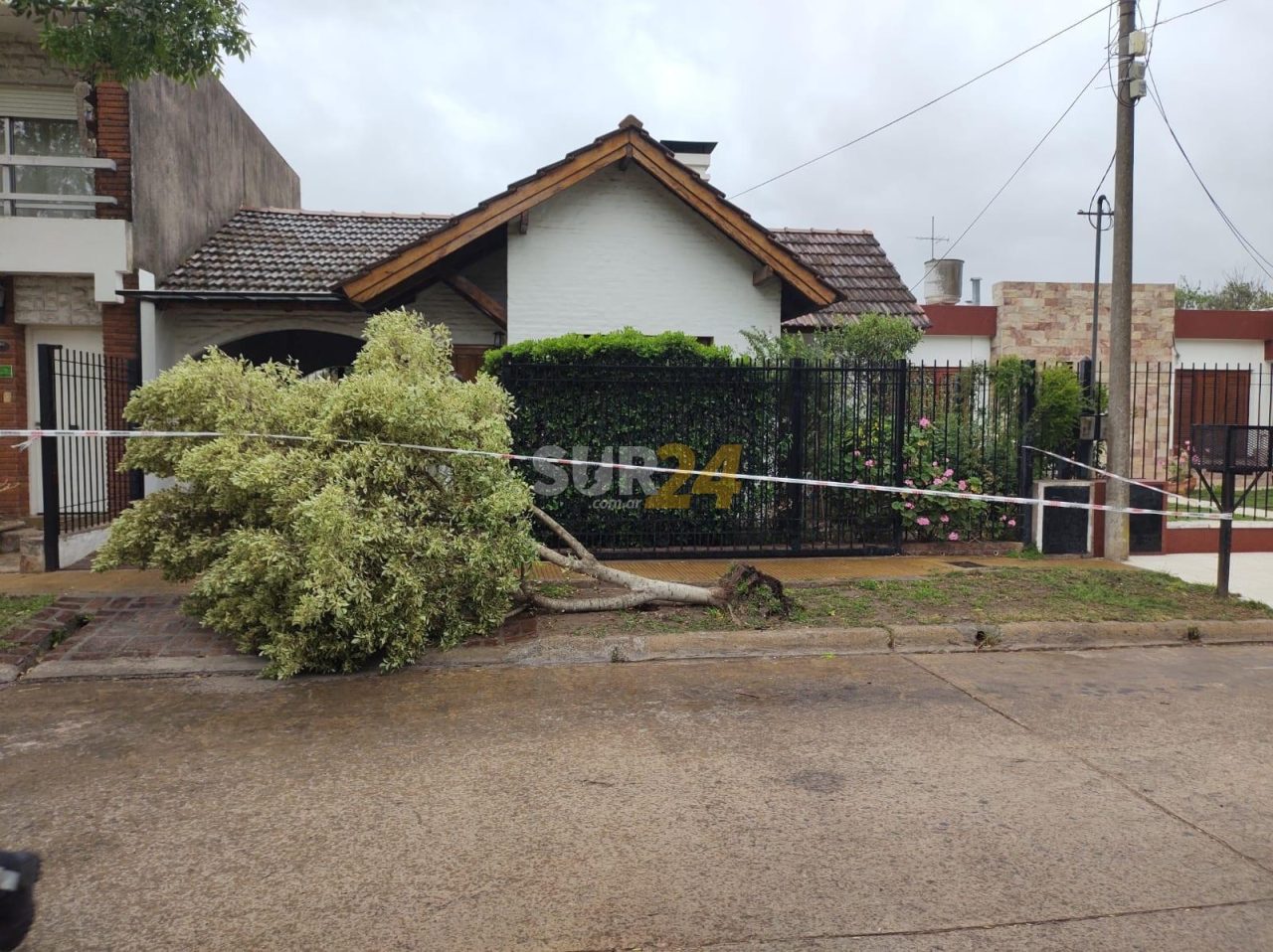 Video: el temporal de viento dejó varios árboles caídos en las calles de Venado