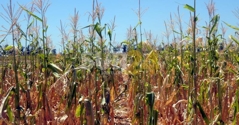 Niña a full: cómo impactaría en los rindes del maíz 