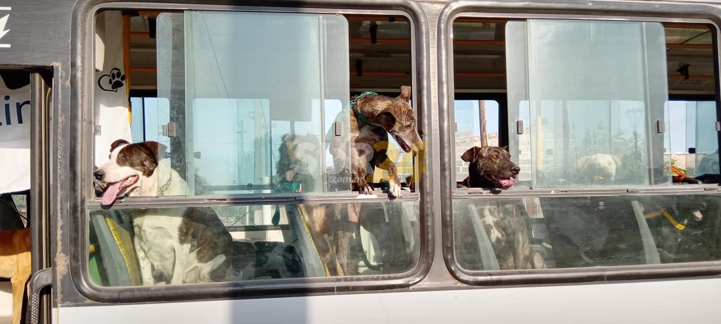 Exitosa campaña de adopción canina: “los lindos” pasearon por los barrios de Rufino