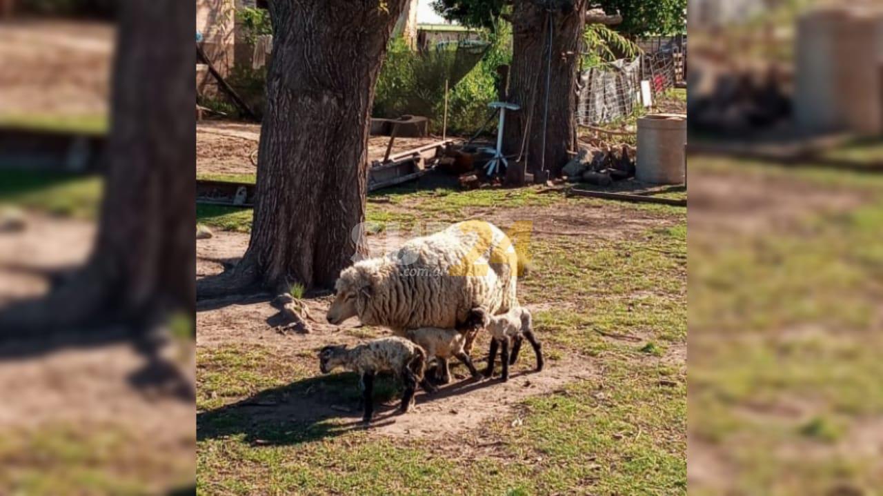 Inusual: una oveja tuvo “trillizos” en Chovet