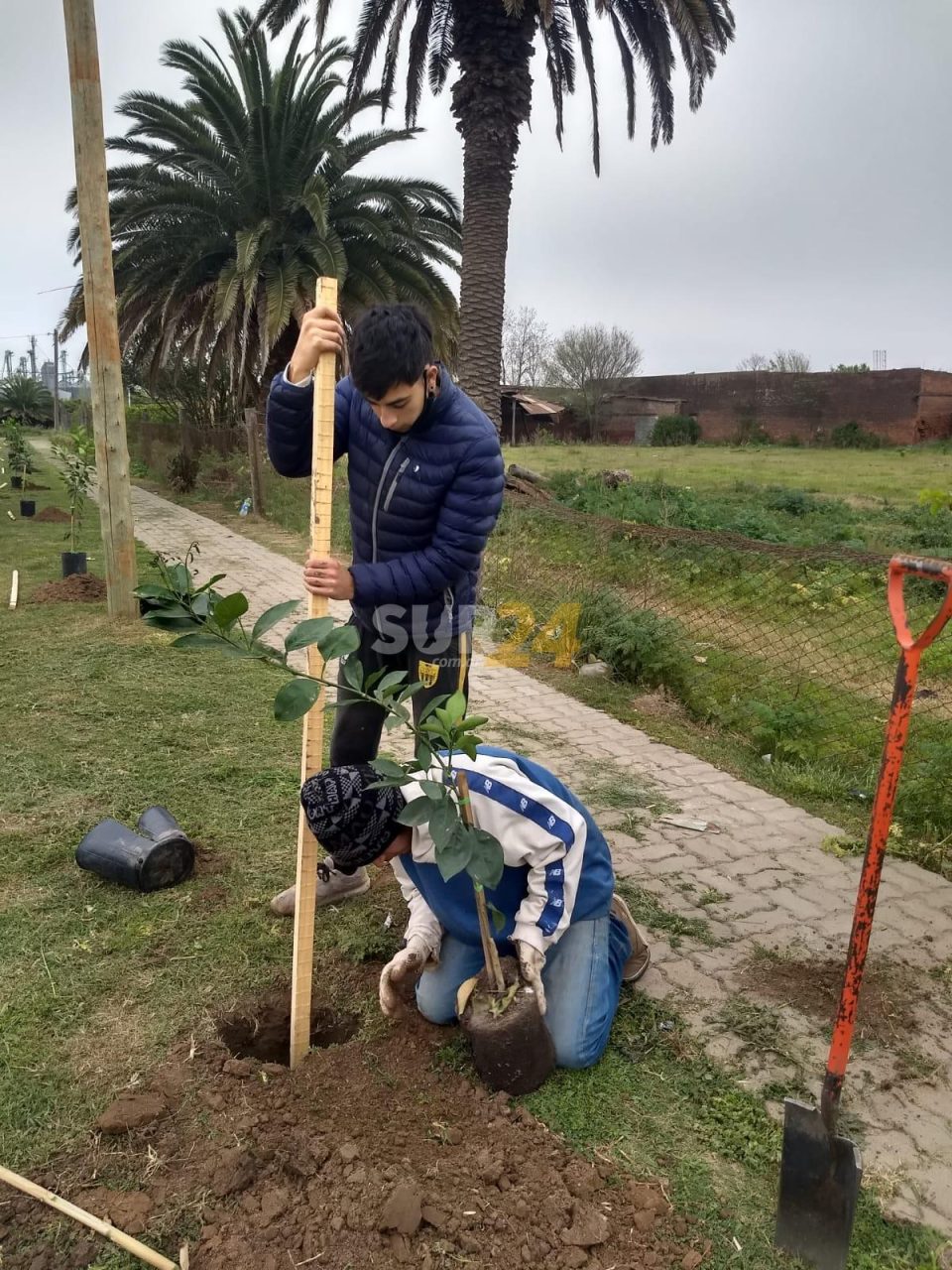 La Comuna de María Teresa coloca árboles frutales en espacios públicos 