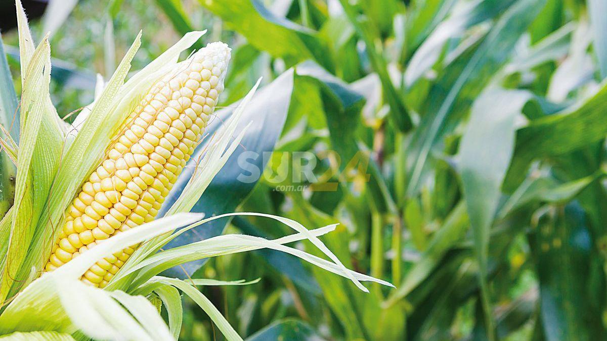 La producción de maíz puede llegar a un récord y la de soja alcanzar las 52 millones de toneladas