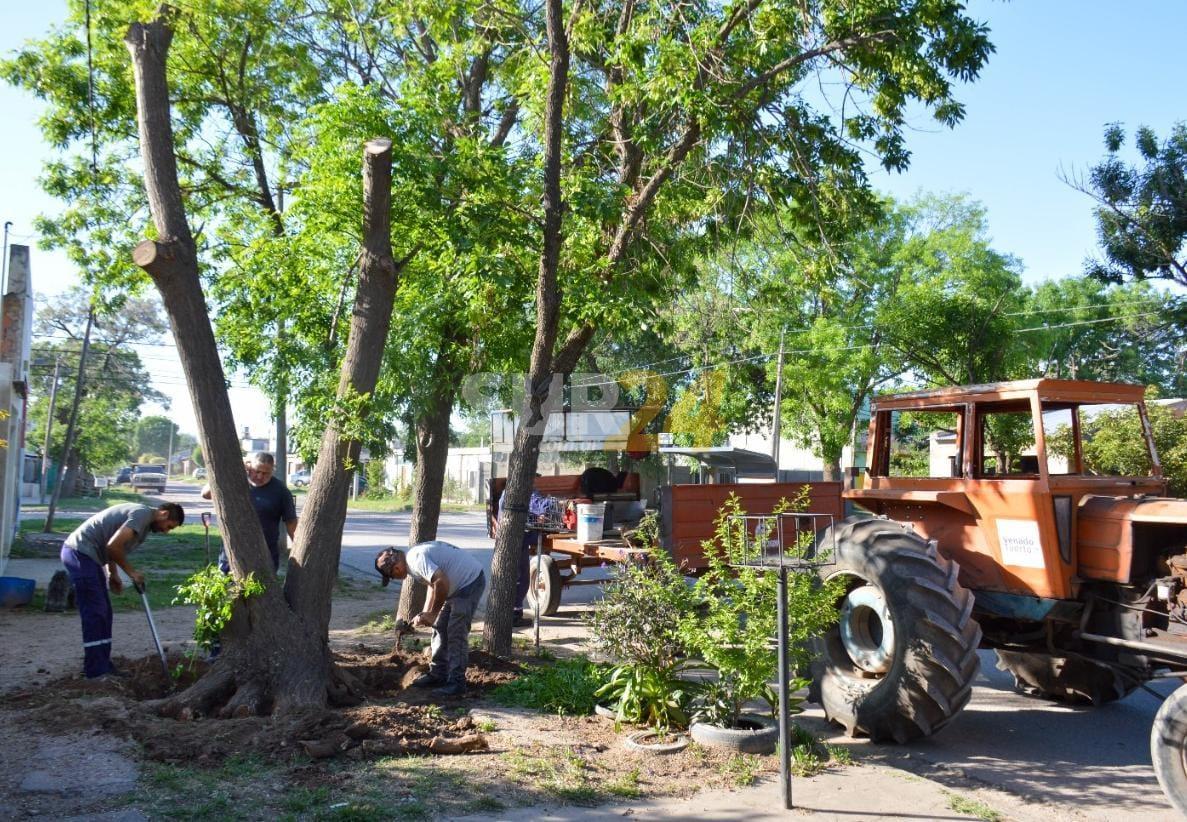 ¿Cómo gestionar en el Municipio la extracción de un árbol?