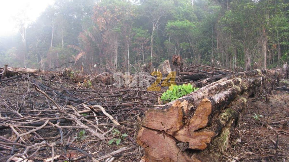 Alarmante: Brasil alcanzó un nuevo récord de deforestación