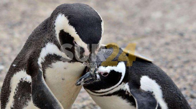 Aberrante: el dueño de un campo aplastó 140 nidos de pingüinos y electrificó a otro centenar