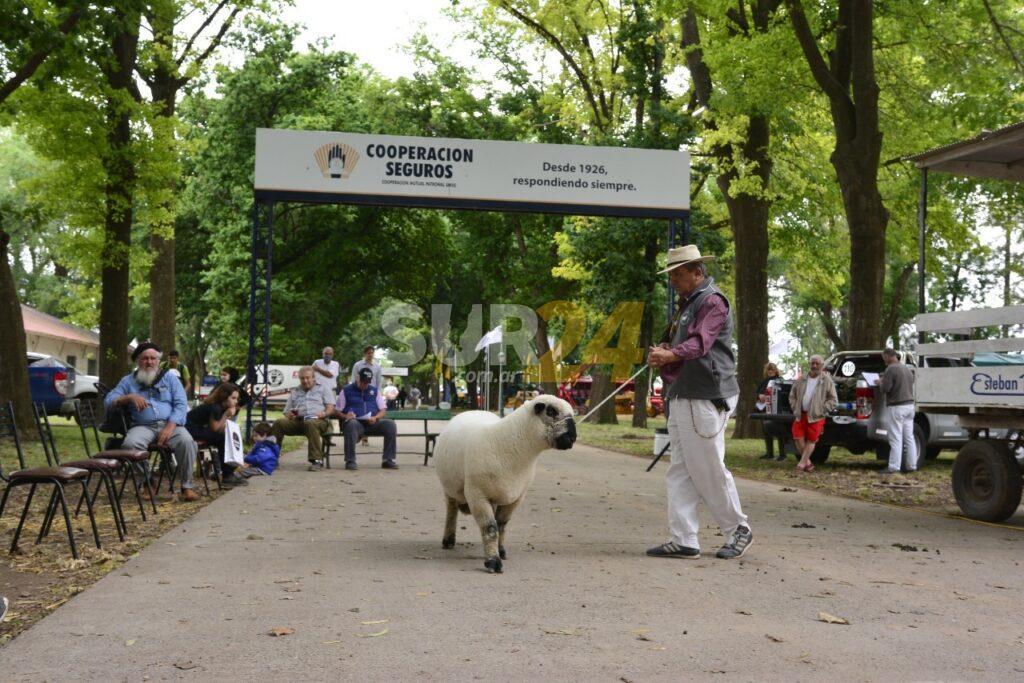 Remate de ovinos en el cierre de ExpoVenado 2021