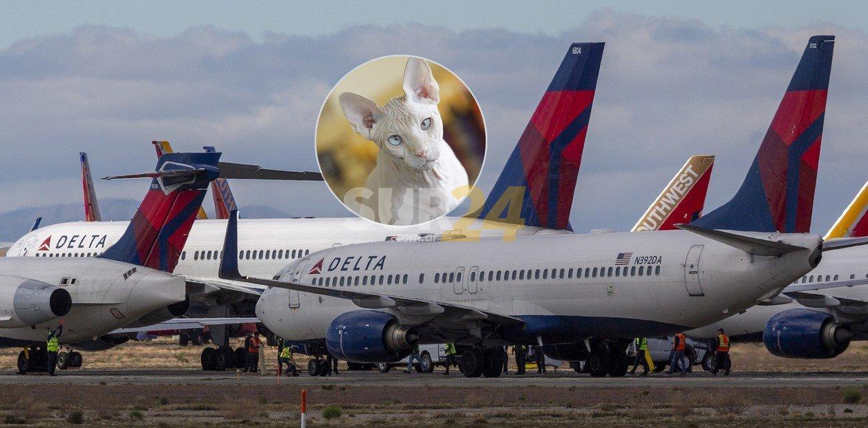 Insólito: descubren a mujer amamantando a su gato en un avión