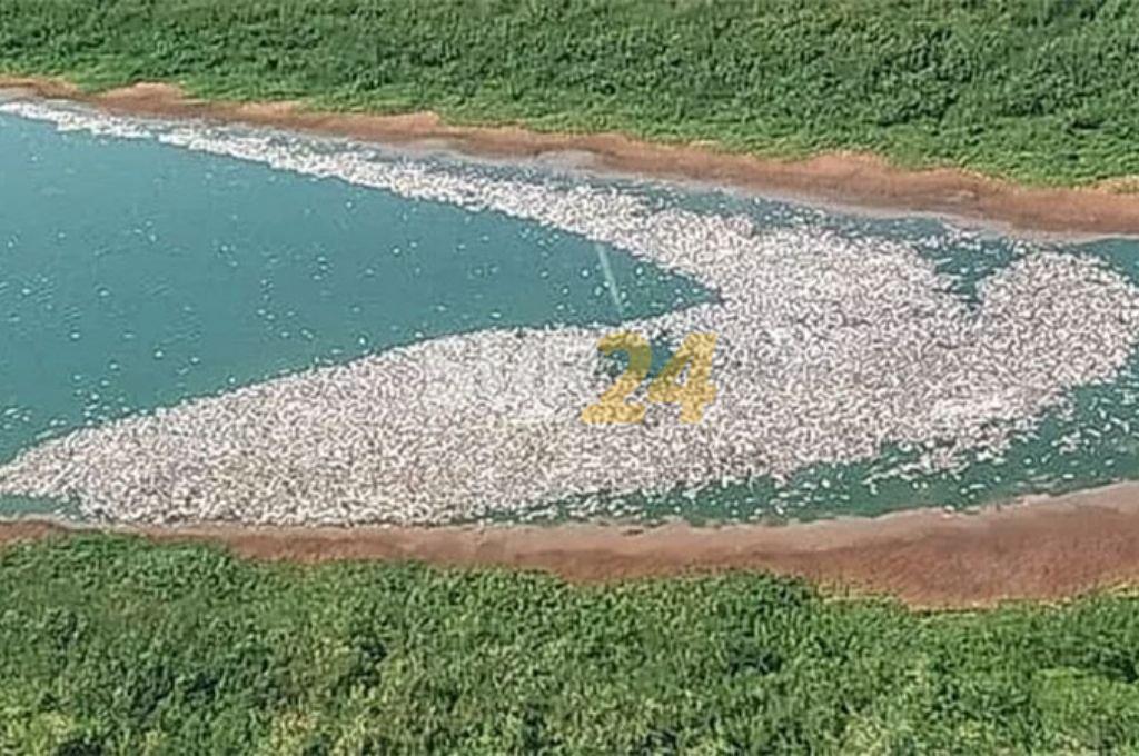 Gran mortandad de peces en el río Paraná como consecuencia del calor y la bajante 