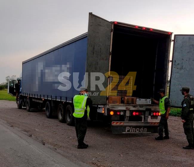Gendarmes rescatan 577 loros que eran trasladados en un camión