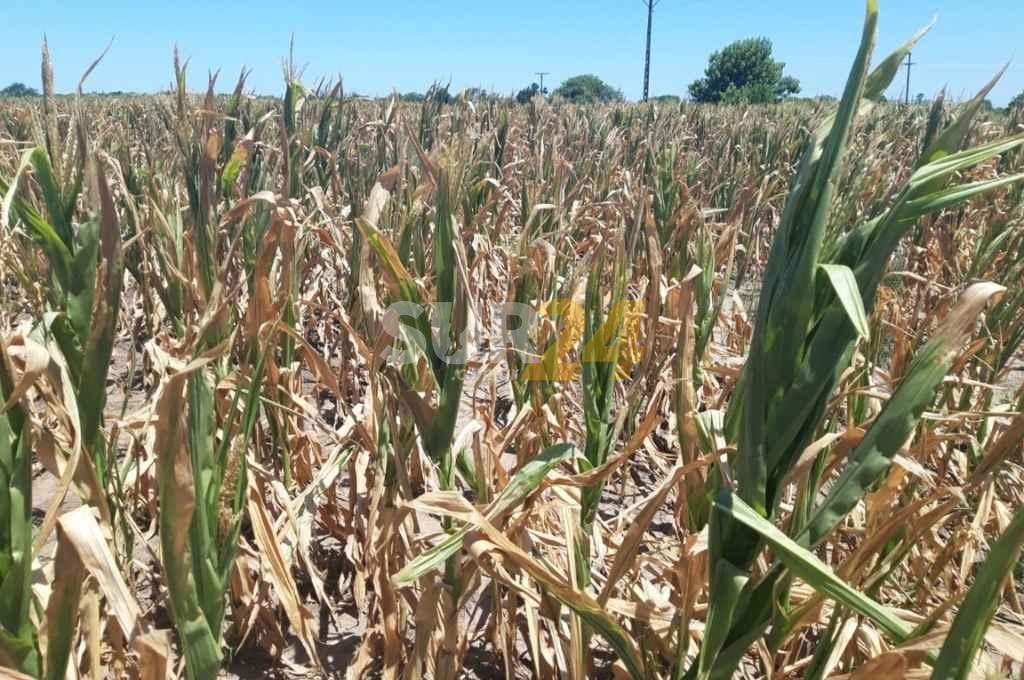 La sequía ya provocó pérdidas por 4.800 millones de dólares en Argentina