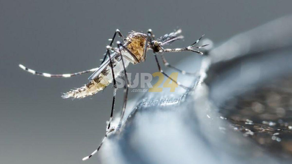 Rosario confirma el primer caso de dengue en una paciente que además tiene coronavirus