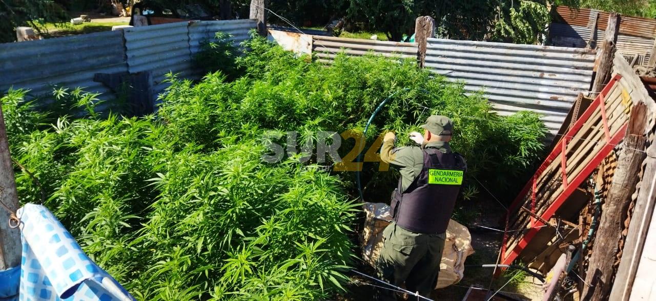 Allanamientos en Rufino: incautan unos 10 kilos de plantas de marihuana