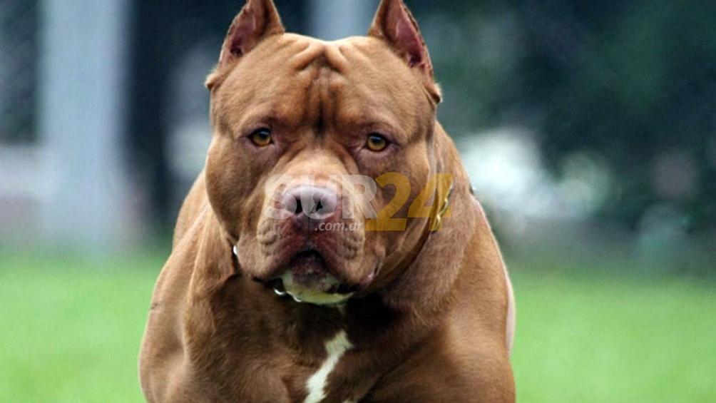 Otro ataque de pitbull: una mujer murió tratando de defender a su perro