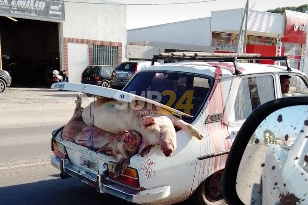 Vuelco de un camión con cerdos en Córdoba: 30 identificados y mil kilos de carne secuestrados