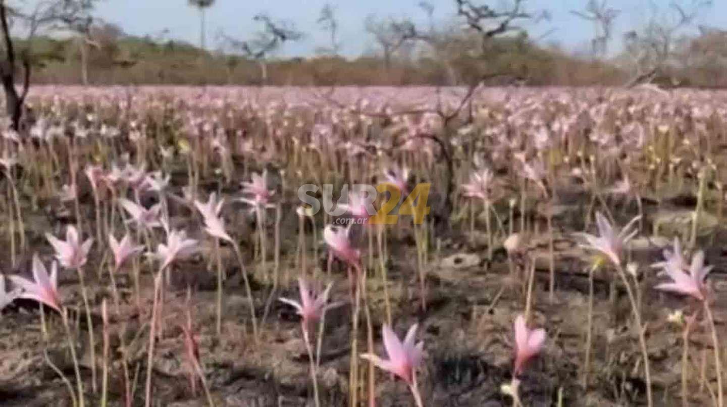 Corrientes: brotaron flores entre las cenizas en los Esteros del Iberá