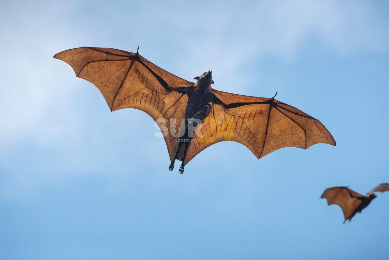 Se detectó el primer caso de rabia en un murciélago en Venado Tuerto