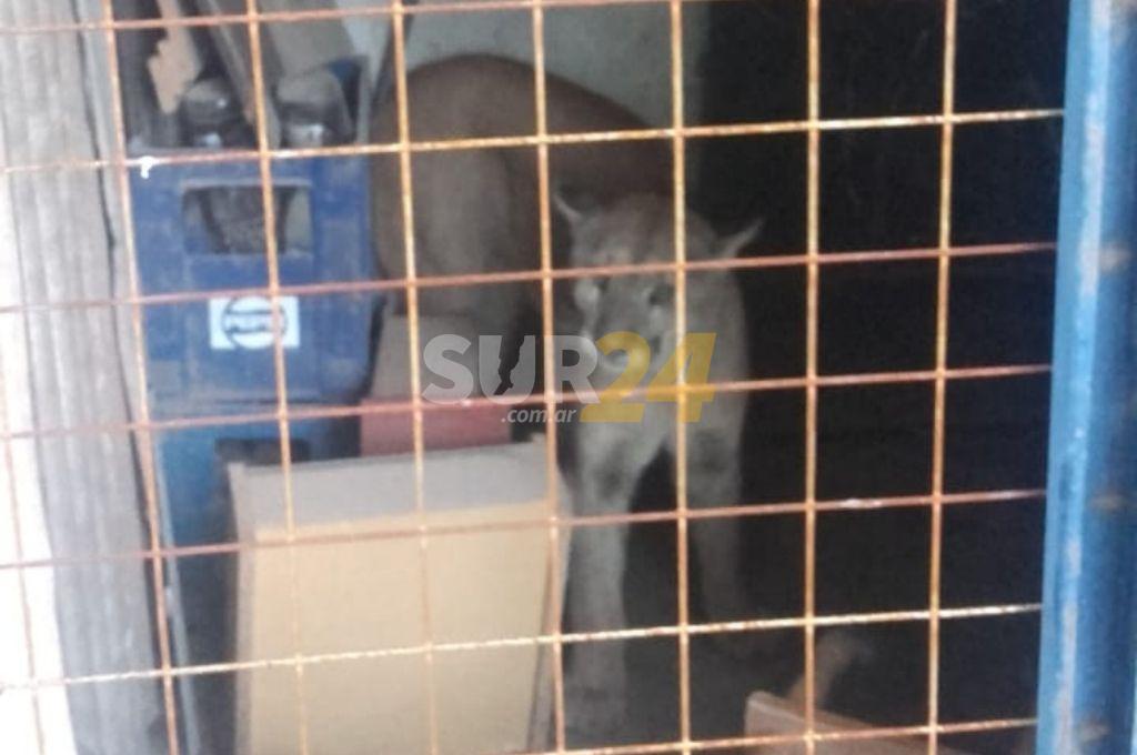 Video: capturan a un puma dentro de una casa en Casilda 