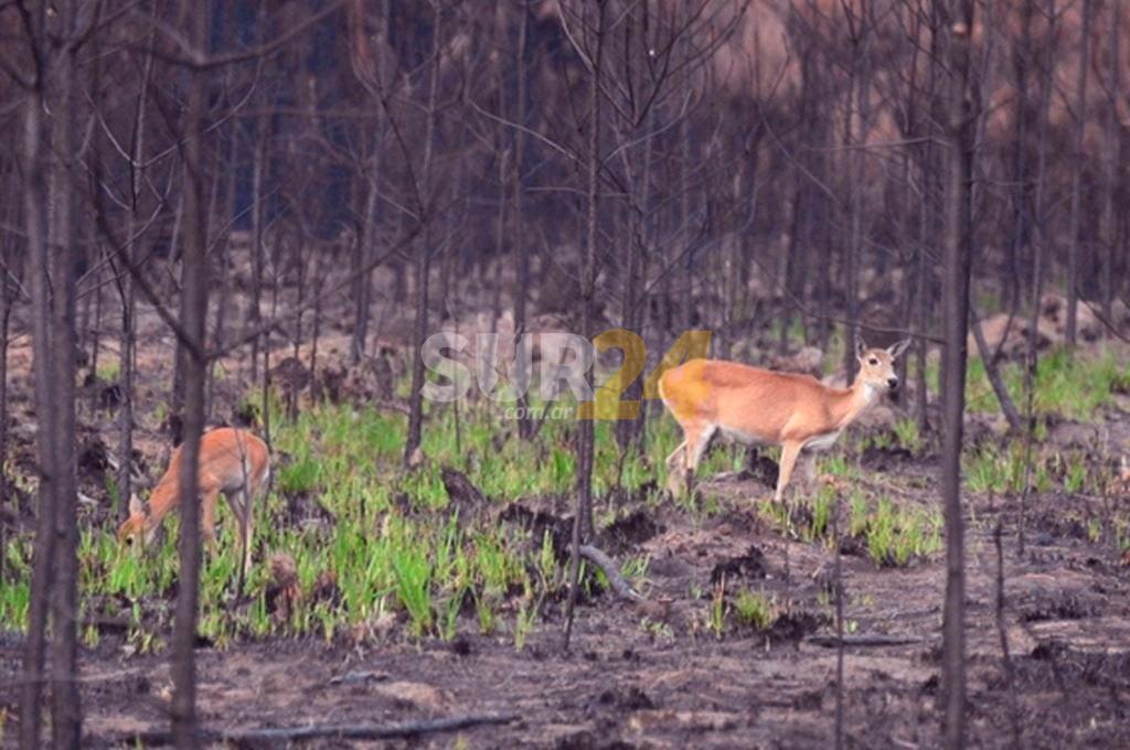 Los cadáveres de fauna silvestre se cuentan por miles tras los incendios en Corrientes