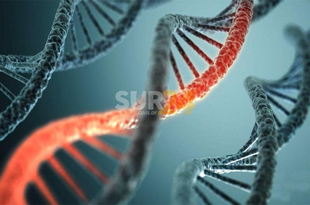 Por primera vez: se estableció la secuencia completa del genoma humano