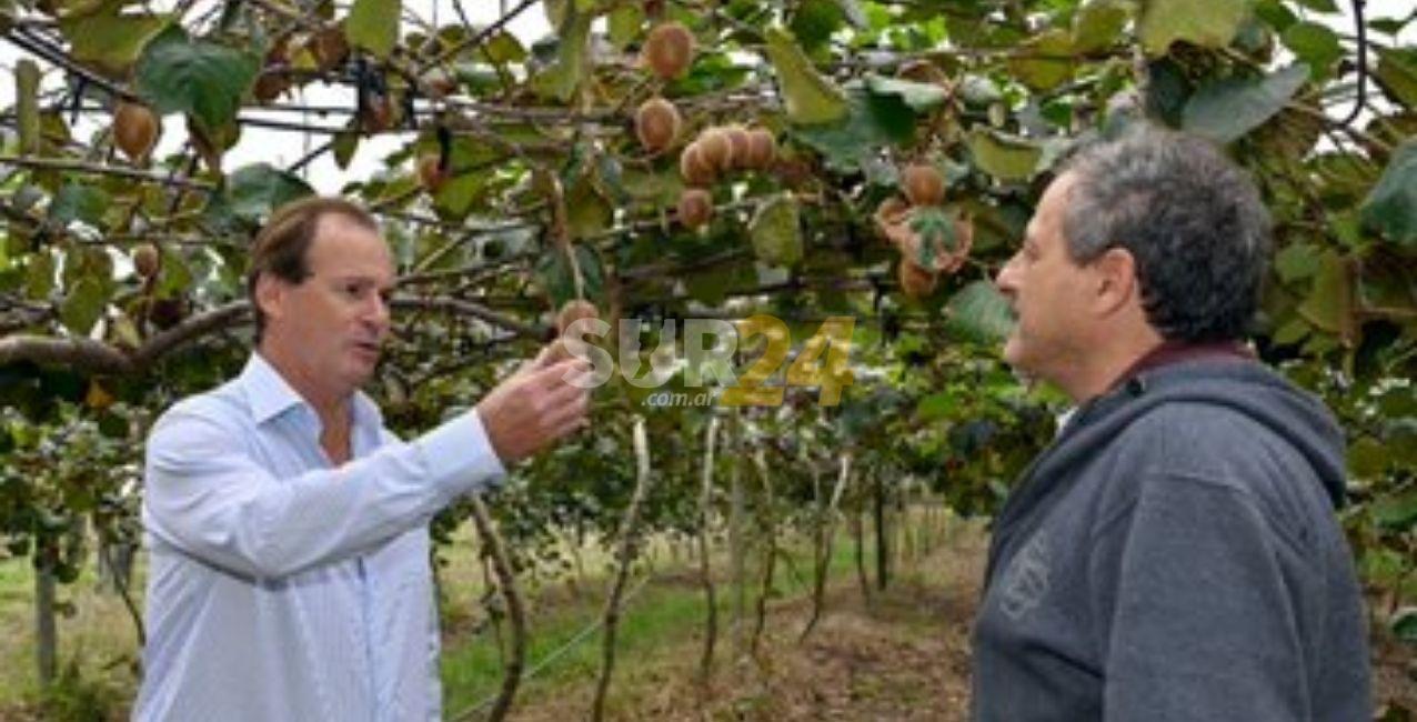 En Entre Ríos comenzarán a cosechar la primera producción de kiwis