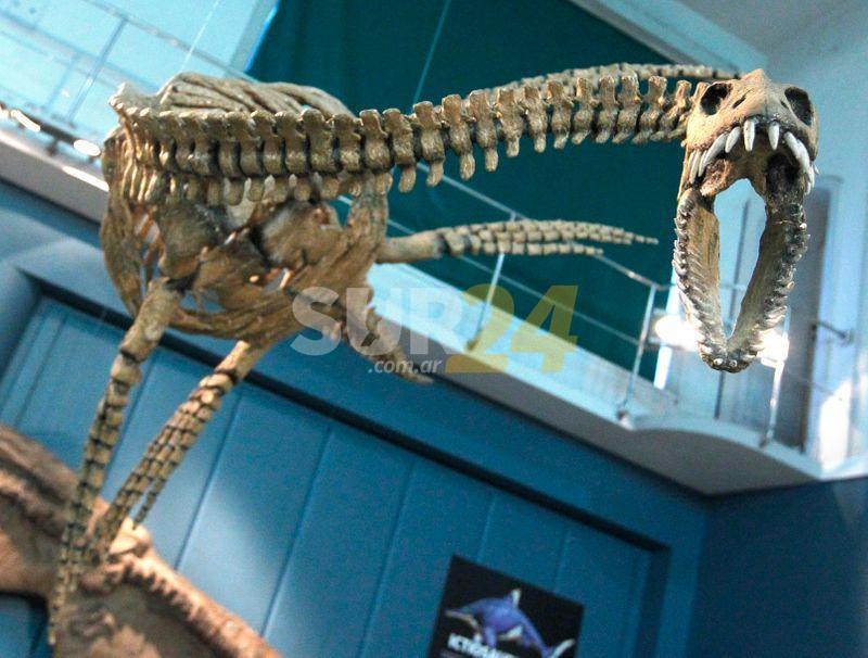 Hallaron restos fósiles de dinosaurio en Santa Cruz