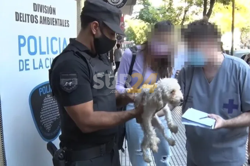 Rescataron a 24 perros de un criadero ilegal en Caballito