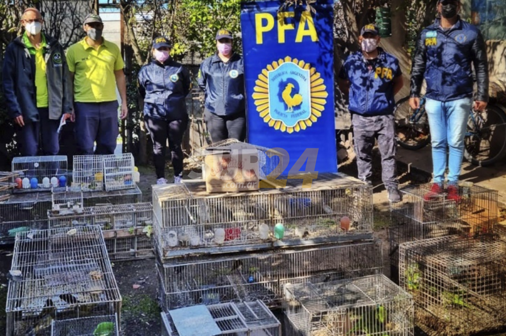 Mar del Plata: rescataron a 100 aves que eran vendidas en Facebook