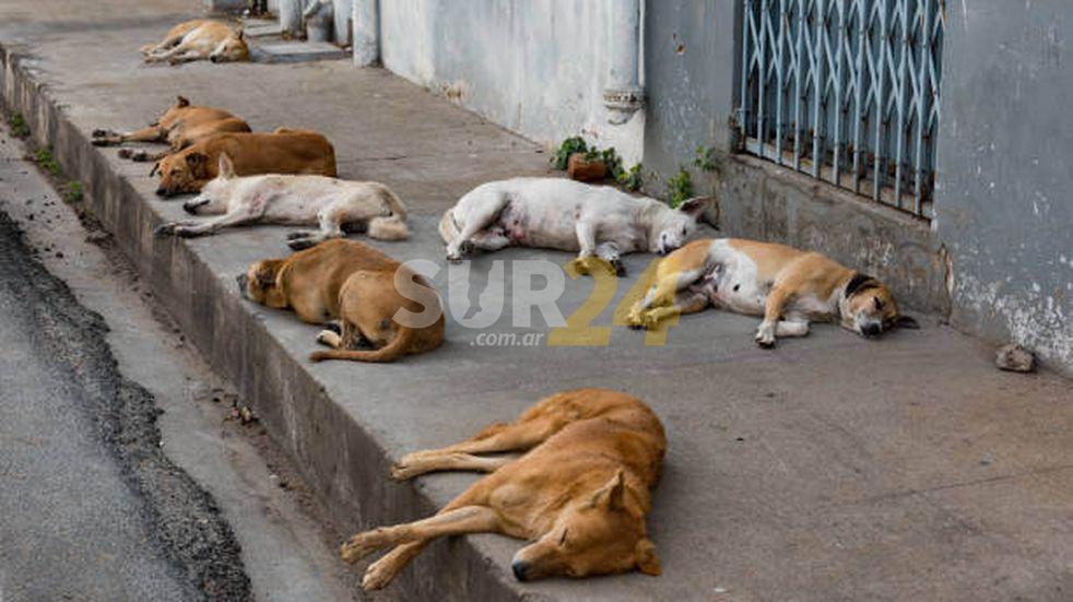 Municipio propone sacrificar perros callejeros que no sean adoptados
